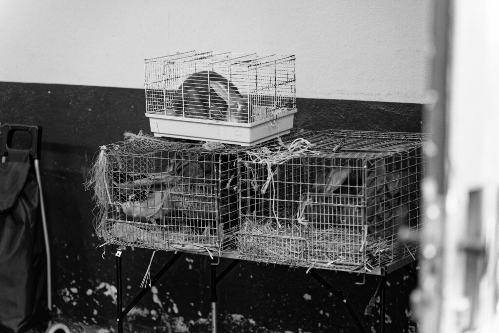 Trois cages, une contenant un lapin seul, petite cage style cage a hamster, une cage a peine plus grande contenant 5-6 canards, et une autre similaire avec 2 lapins. 