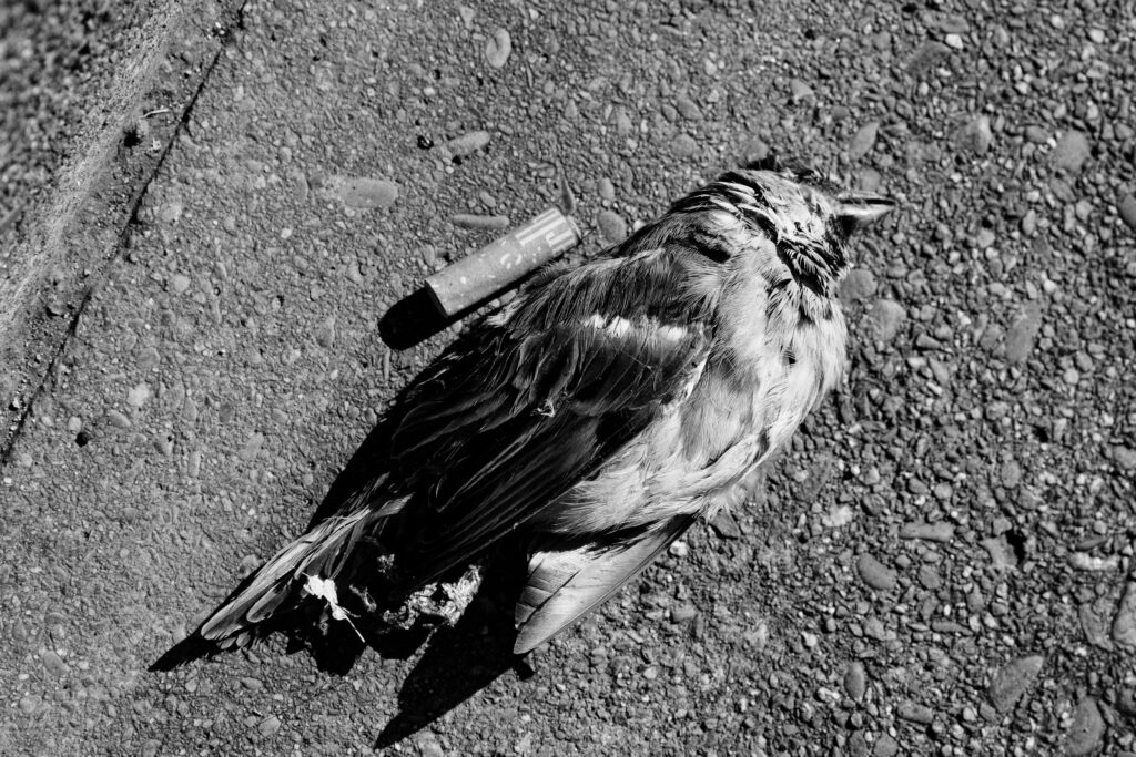 Un oiseaux mort, dans un caniveau, avec à coté de lui un mégot/filtre de cigarette Malboro