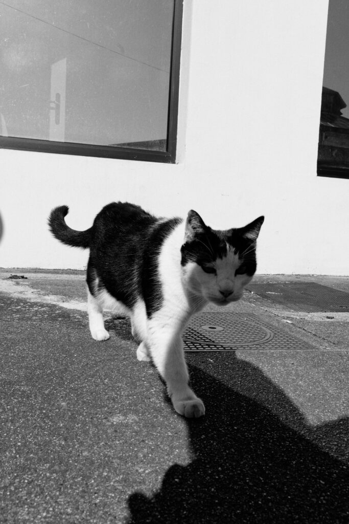 Un chat noir et blanc qui s'approche